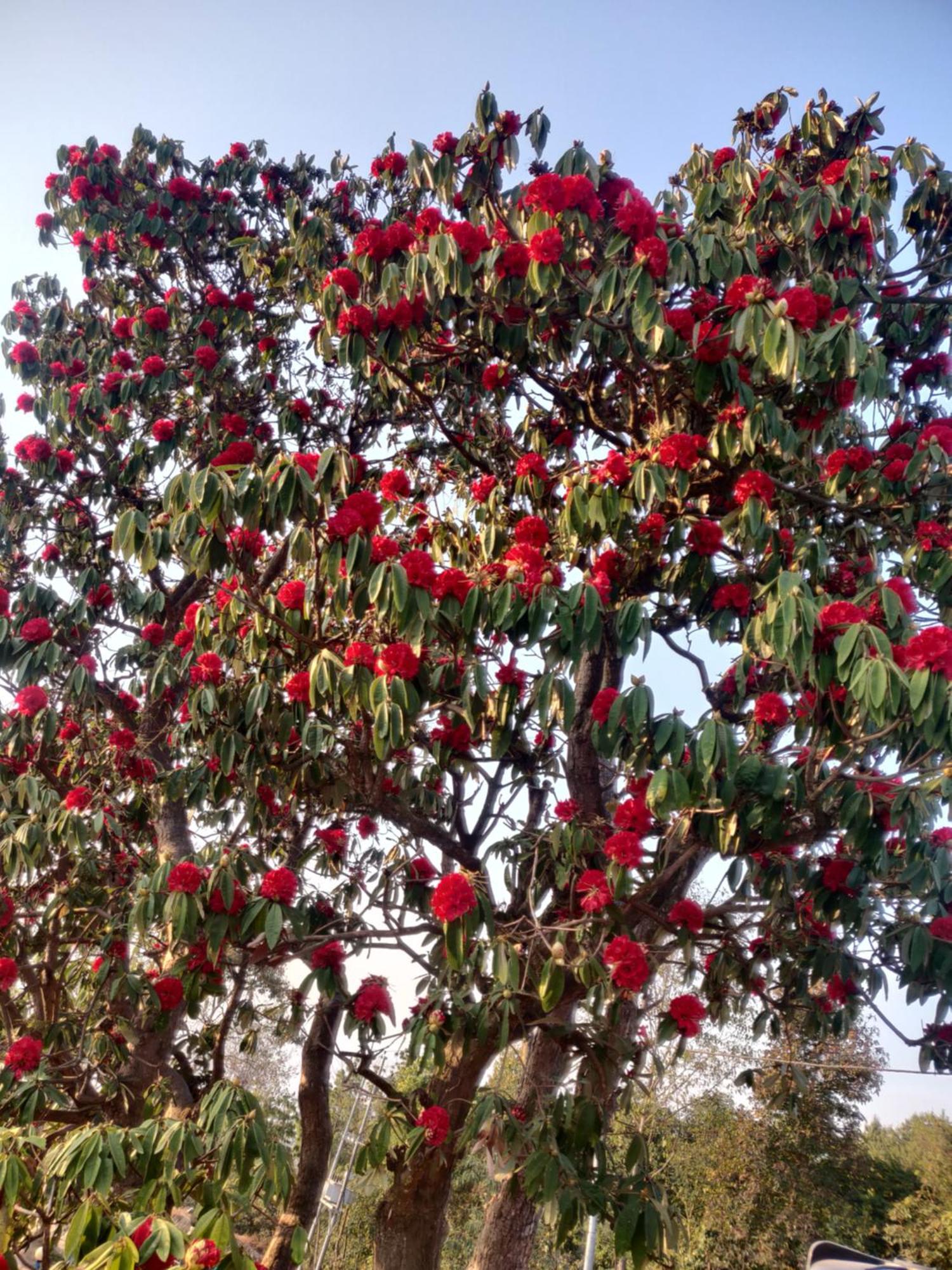Chareli Resort Nagarkot Buitenkant foto